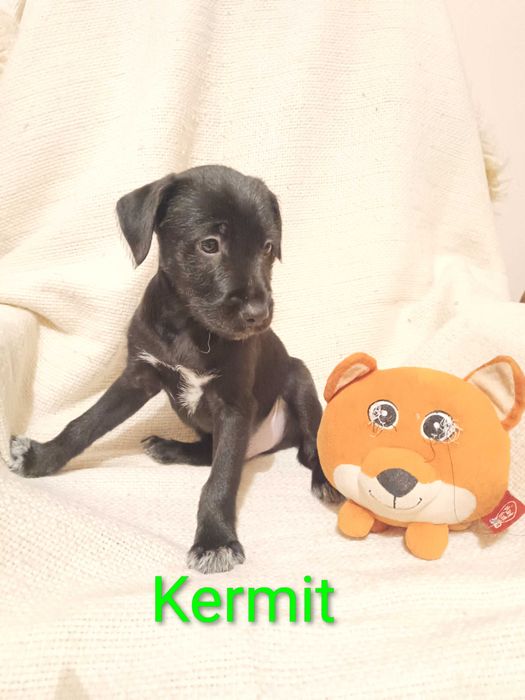 Spokojny Kermit szuka swojego człowieka