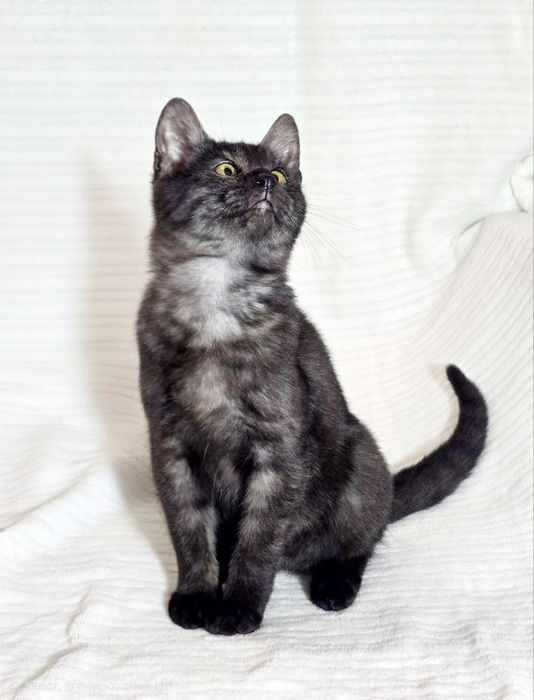 Котик редкого необычного окраса, 3,5 месяцев