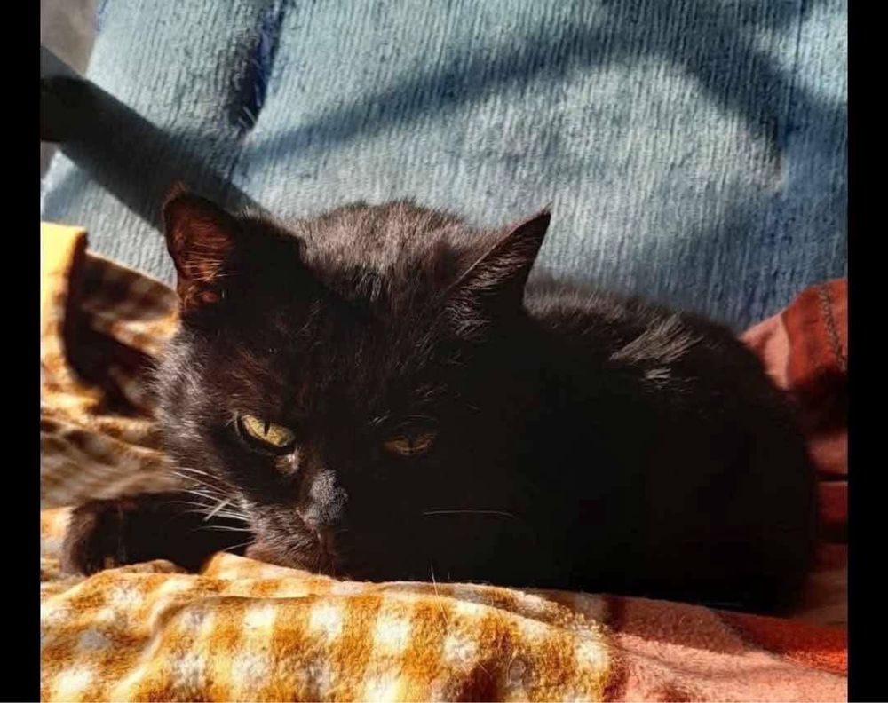 Kotka Yoko do adopcji