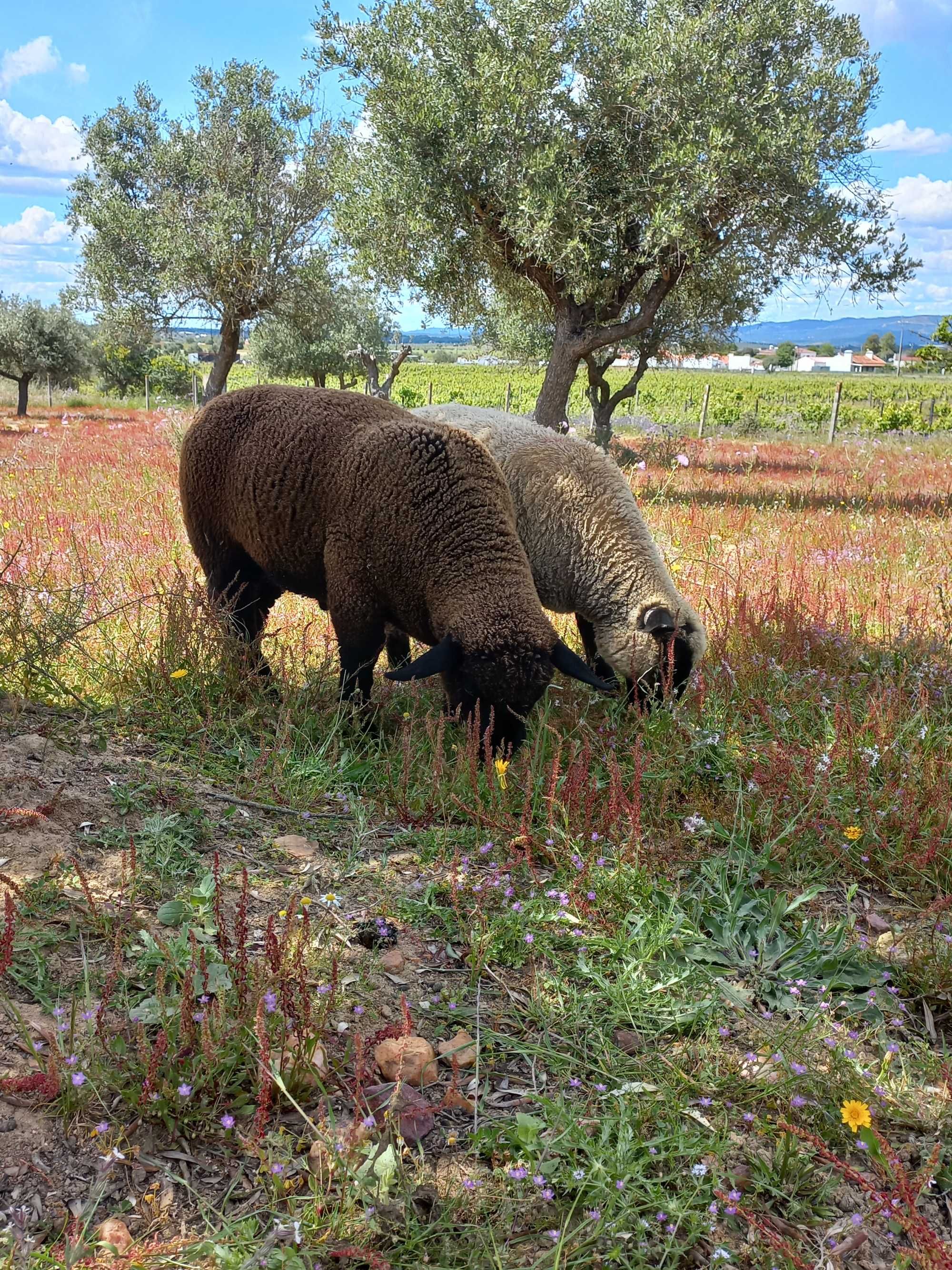 Borrego cruzado suffolk