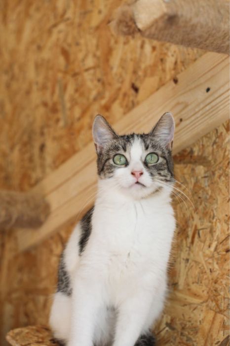 Озорная и нежная кошка Джусі, кошечка, 1.5 года