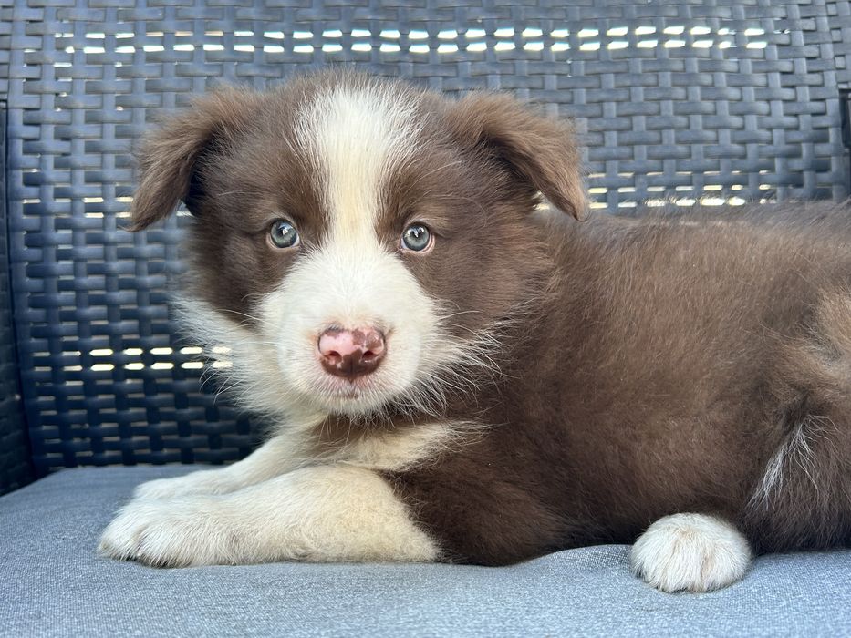 Czekoladowy Border Collie - Piesek - Domowa Hodowla