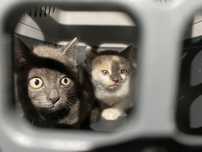 меленькие котята спасенные с улицы серый котенок сіре кошеня котики