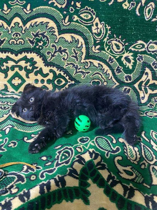 Британский котенок, девочка, очень  классная, плюшевая