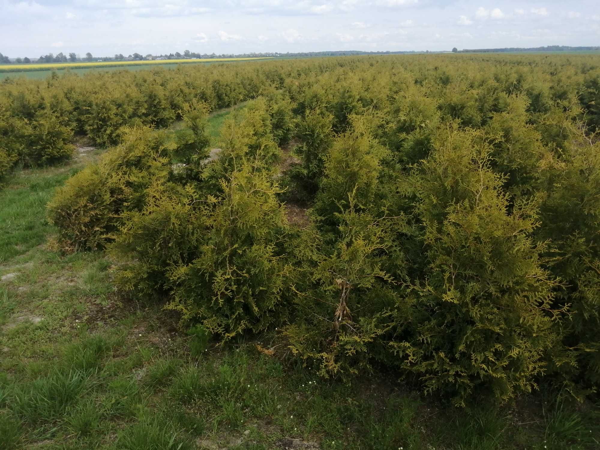 Thuja Tuja Brabant (nie smaragd) wys. 160-180cm