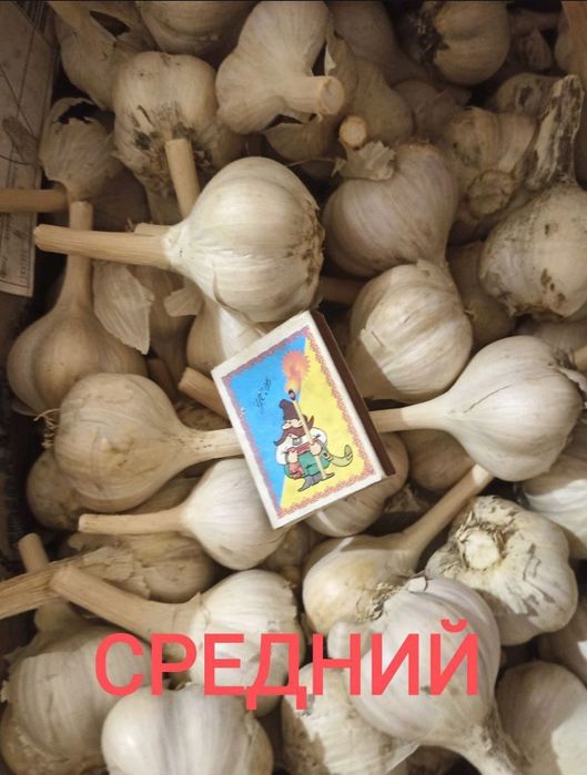 Чеснок зимний, органический