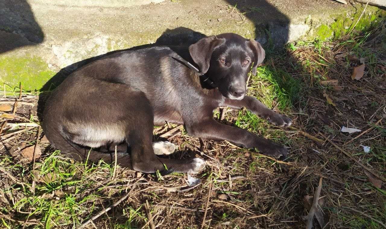 Cachorro com chip (7 meses)