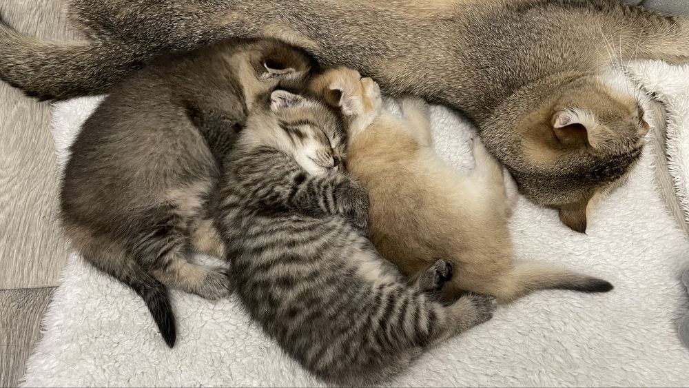 Шотландские вислоухие котята, мальчик, девочка