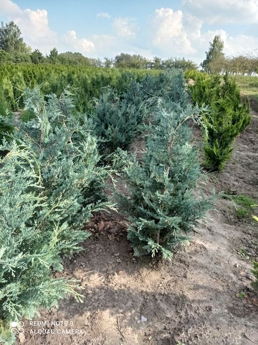 Cyprysik Lawsonia Alumii wysok. Ok 150 cm.