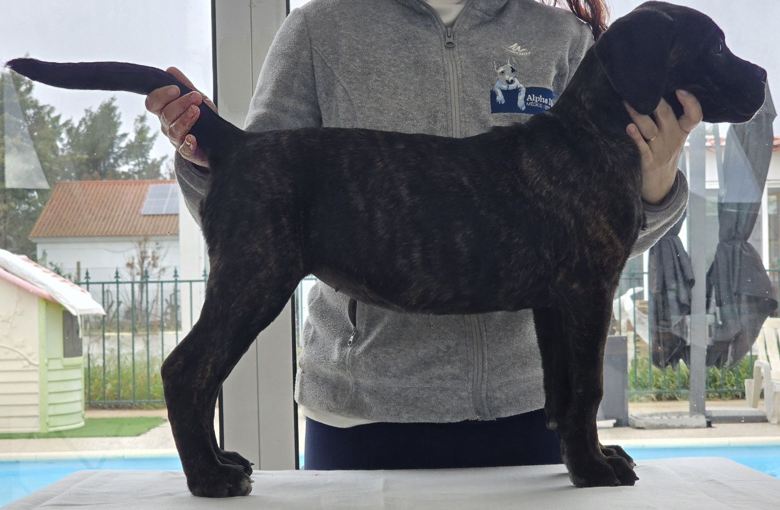 Cane Corso Italiano
