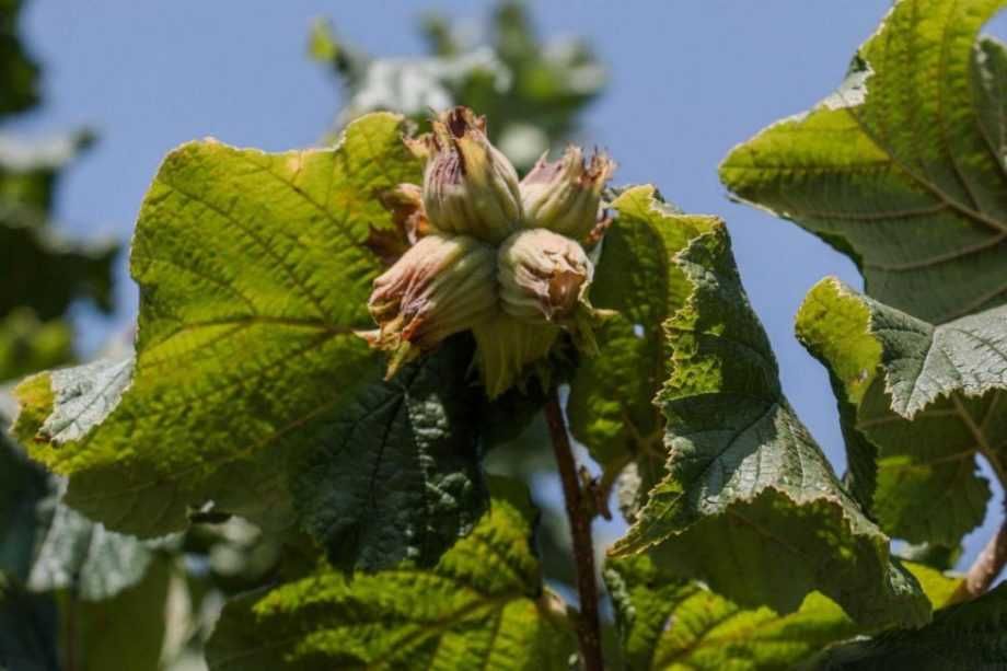 Саджанці фундука. Фундук Вебба. Сортовий фундук. відводки