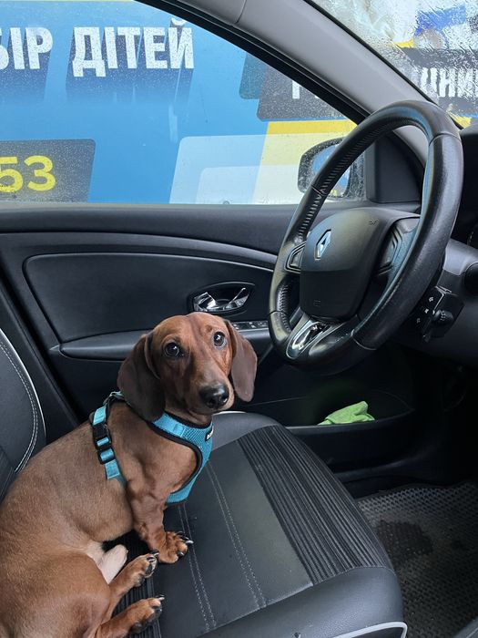 Молодий холостяк-кабель такси шукає даму серця