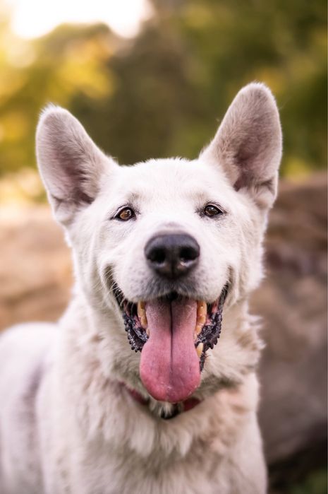 Cudowny Dasti szuka domu! Nie radzi sobie w bloku:(