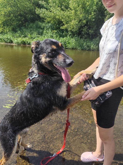 Tary, cudowny przytulak szuka domu