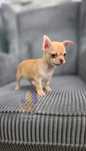 Chihuahua **Kremowy Chłopczyk **Do Rezerwacji