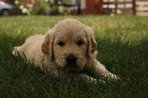 Szczeniak Golden Retriever