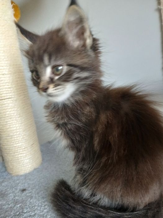 Maine coon kocurek