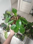 Philodendron Squamiferum