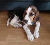 Psa rasy Beagle tanio sprzedam