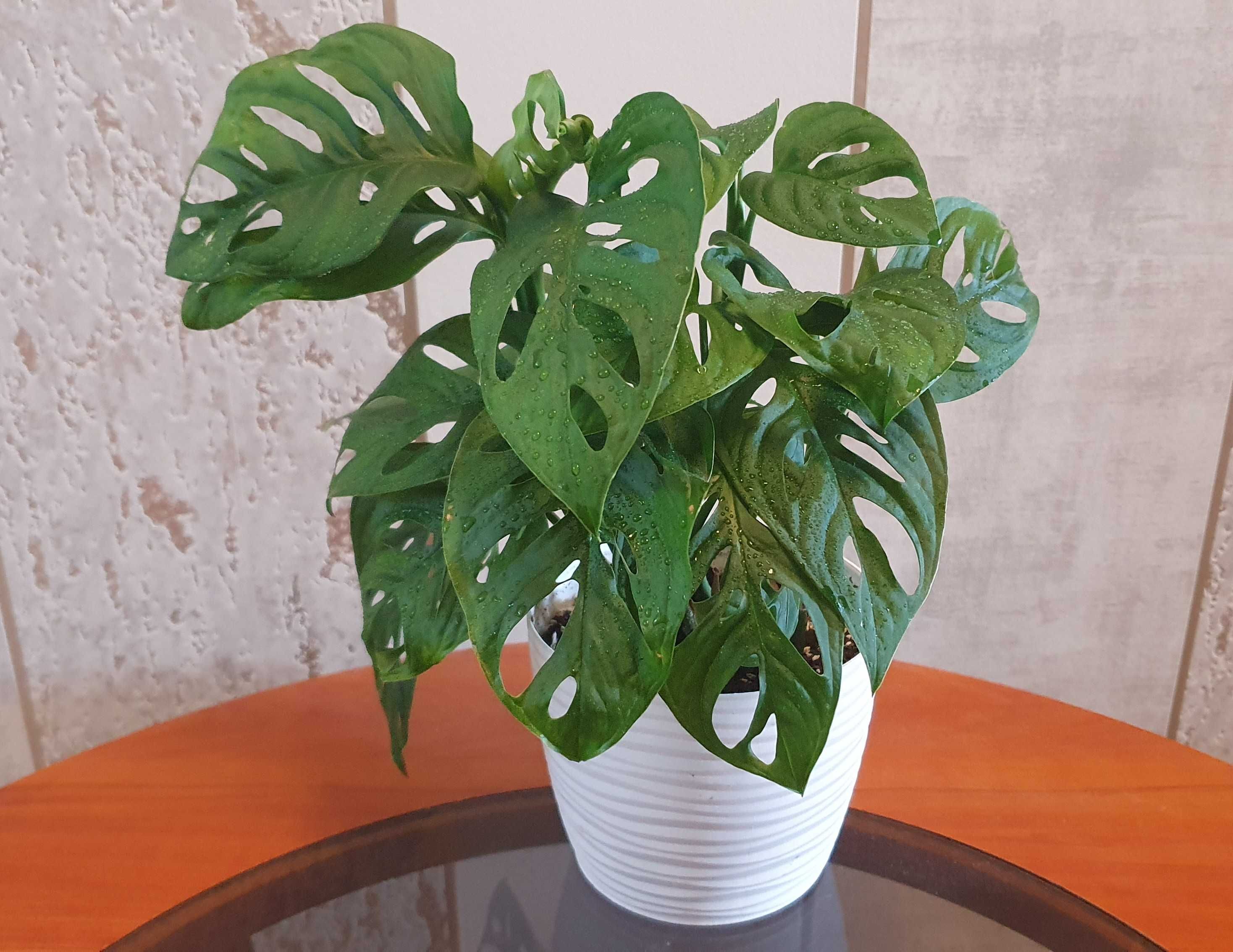 Monstera Monkey Mask