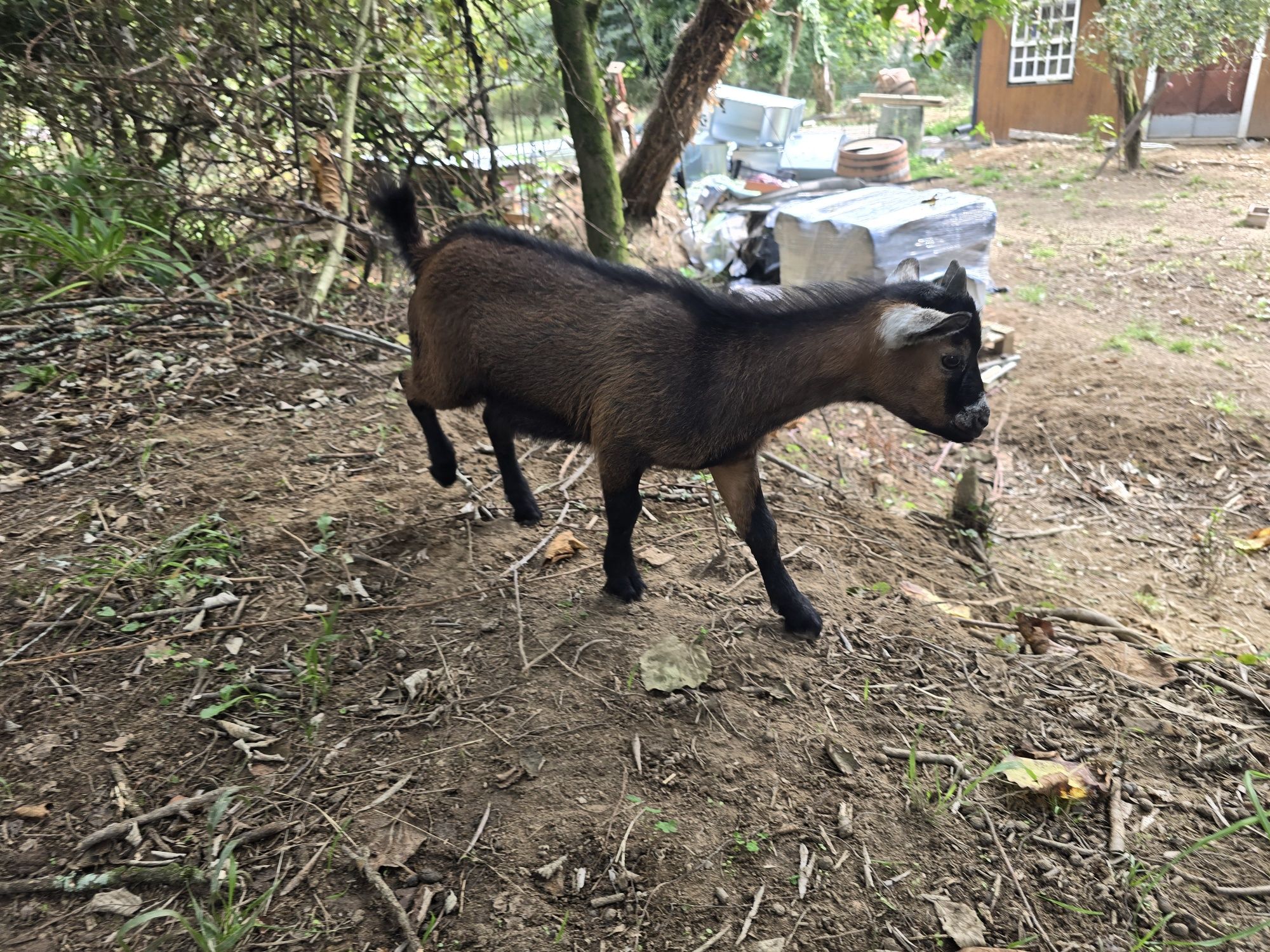 Cabrito anão.      .