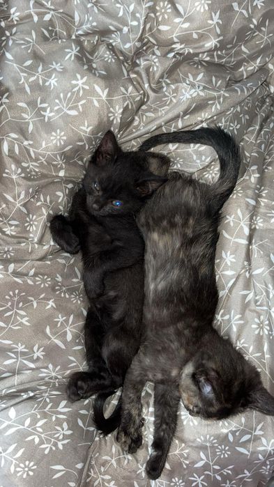 Oddam kotki za darmo