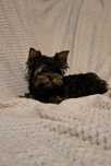 Malutka suczka Yorkshire Terrier