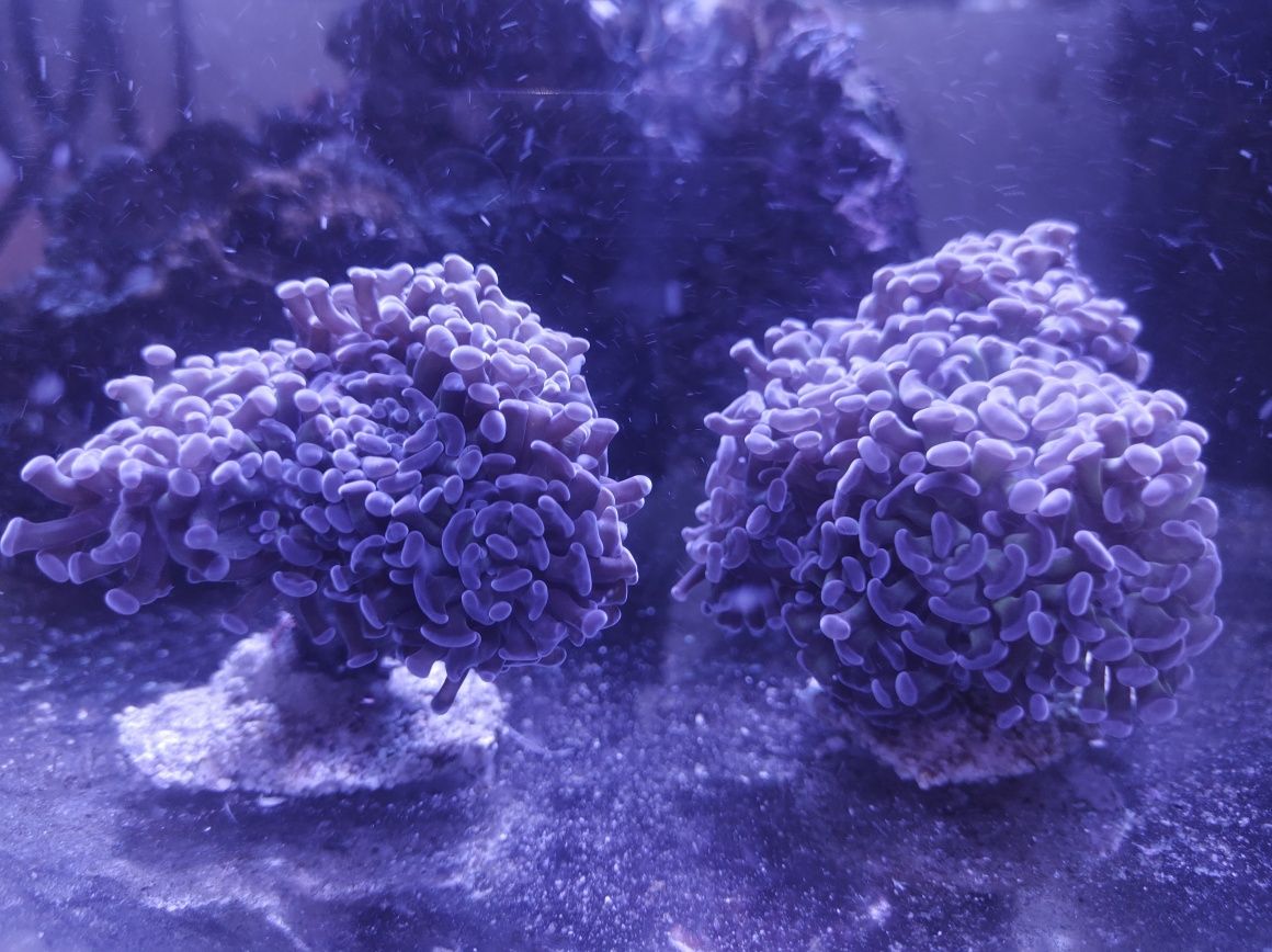 Euphyllia paraancora/koralowiec morski