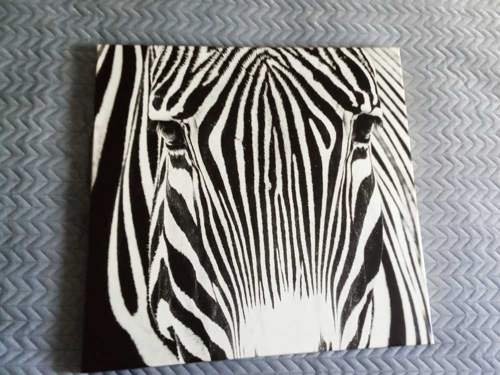 Obraz zebra 60cmx60cm