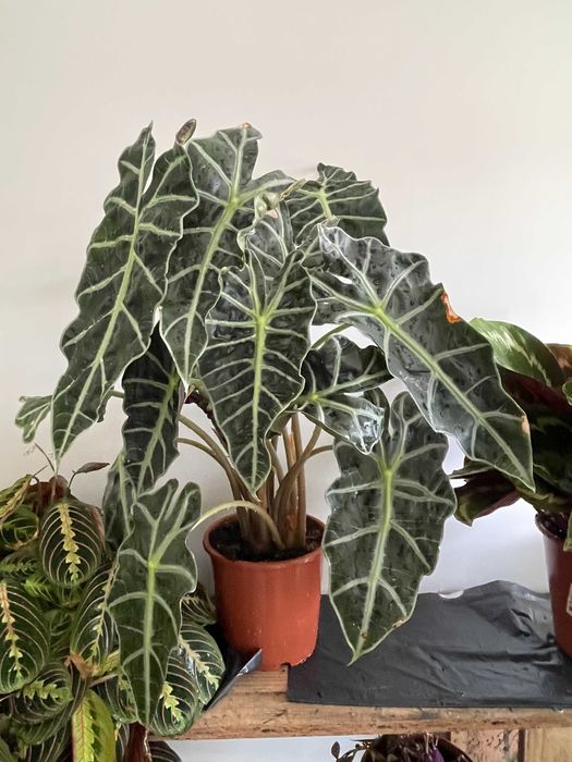 Coleção de Plantas de Interior – Todas por 200€ (Braga)