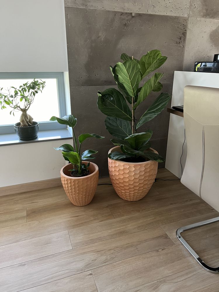 Donica terrakota plaster miodu duża i mniejsza 2 sztuki