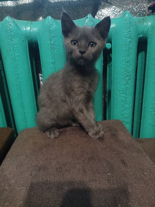 Віддам даром у хороші руки