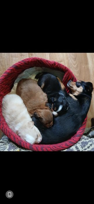 Собачки безкоштовно