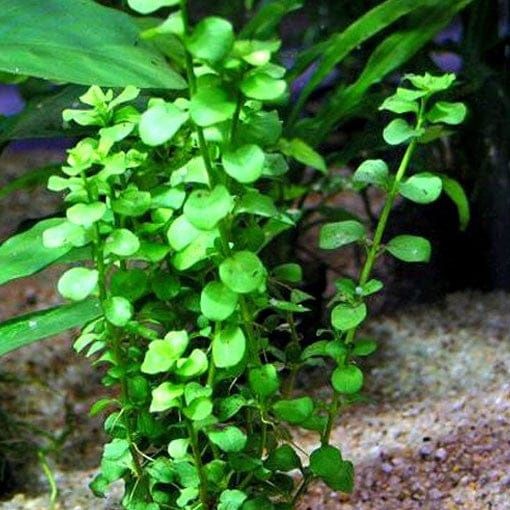 Planta "Bacopa monnieri" 8cm p/ Aquários (Fácil)