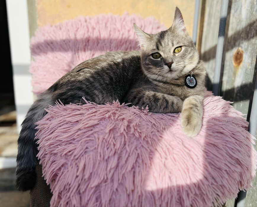 Пропал кот по кличке Моник