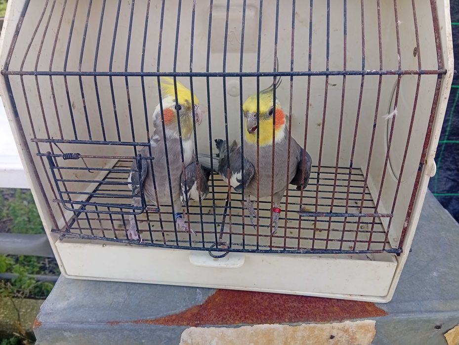 Red rumped pyrrulas bourks caturras e agapórnis