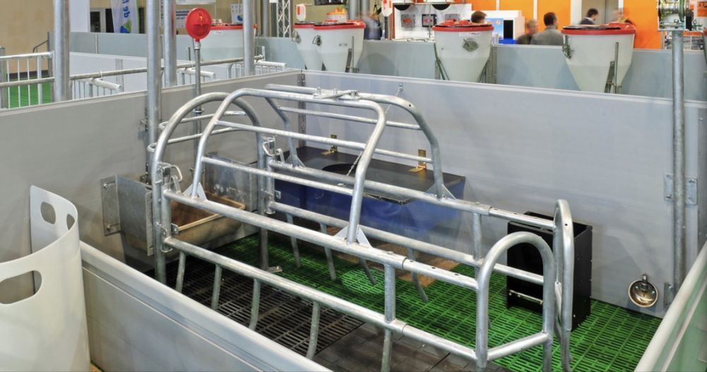 Kojce porodowe dla loch