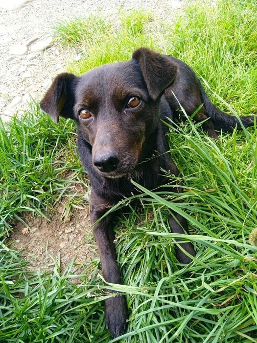 Собака собачка безкоштовно