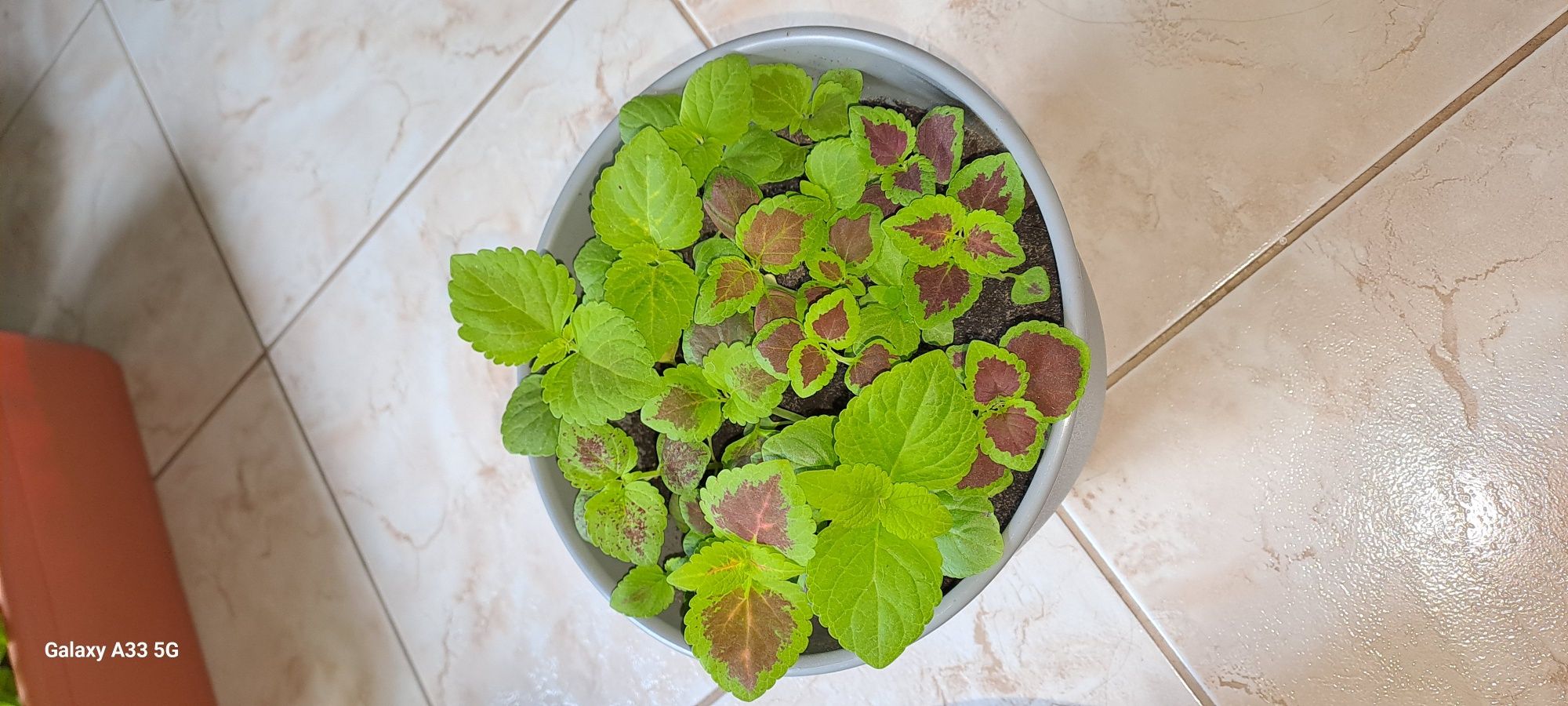 Coleus/Pokrzywka