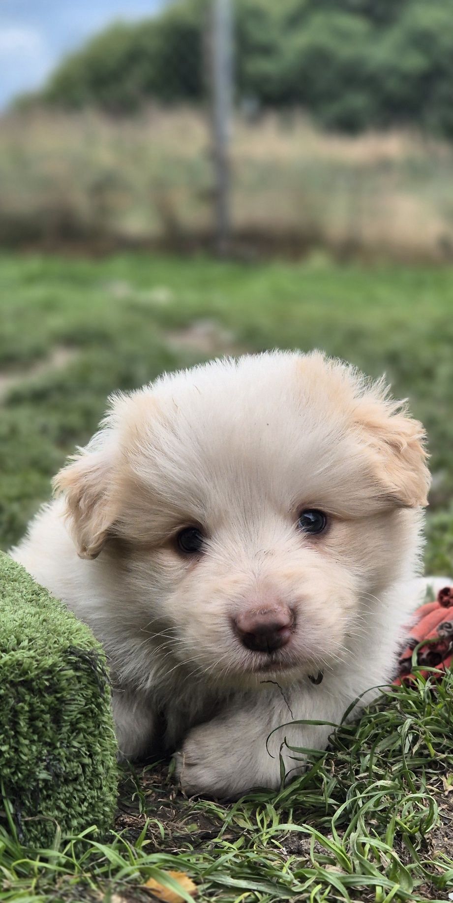 Piesek border collie ee red