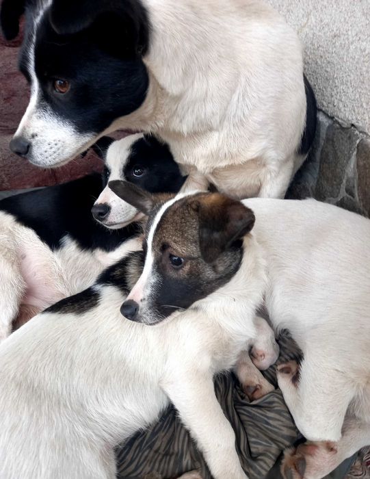 Віддам у добрі руки