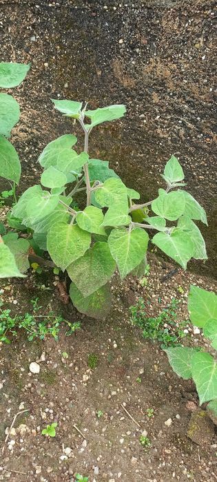 Morangueiros, framboesas, amoreiras, physalis e maracujás.