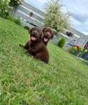 Labrador retriever suczka