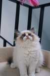 PL*AVOCADO Kocięta FIFe/FPL Ragdoll Wrocław