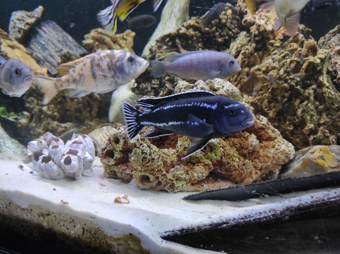 pyszczaki labeotropheus,socolofi,hongi, haplochromis,mphanga,metriclim