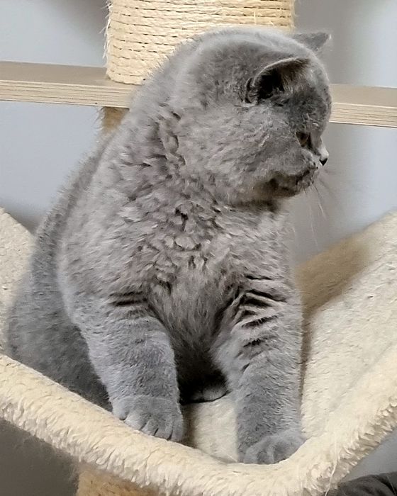 Gatinho British azul.