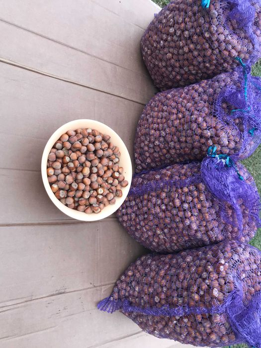 Горіхи,фундук,ліщина з власного саду, по 5 кг.