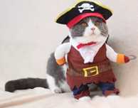 Strój pirata dla kota
