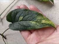 Monstera Siltepecana Variegata i Lechleriana Variegata i Subpinnata dl