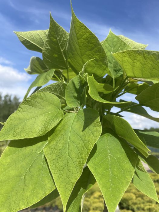 Polecamy : Catalpa Nana wysokosc 180-210 cm